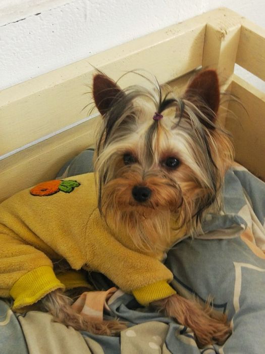 йорчик вʼязка