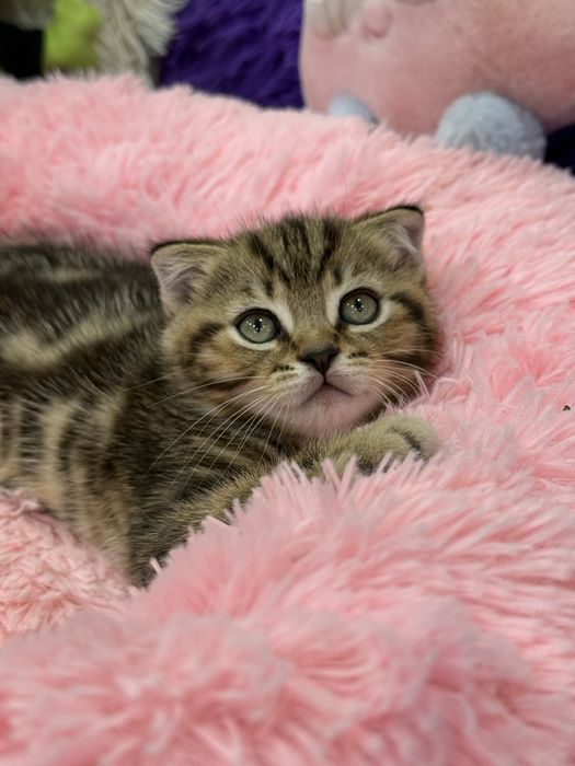 Красивые Котята Скотиш Стайт