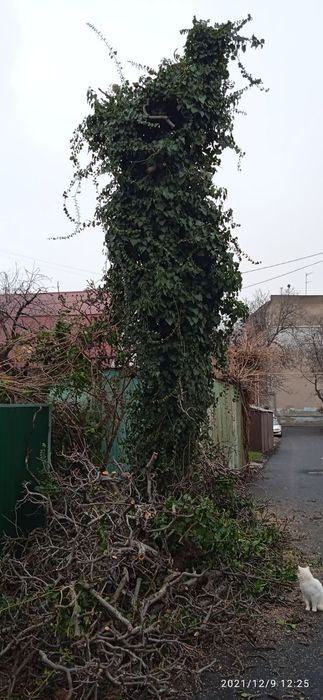 Уборка участка, листьев . Спил деревьев. Покосить , Покос травы