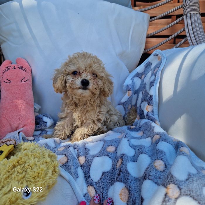 Maltipoo F1 dziewczynka...283