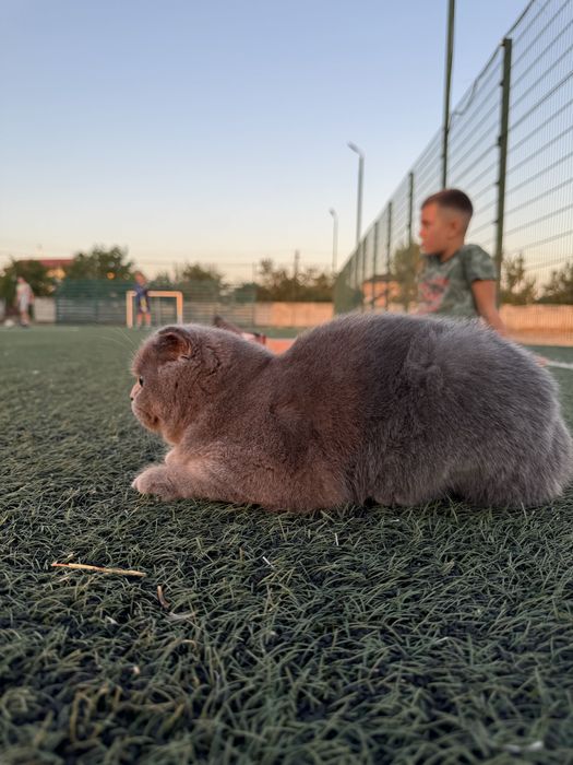 Кекс неймовірний хлопчик