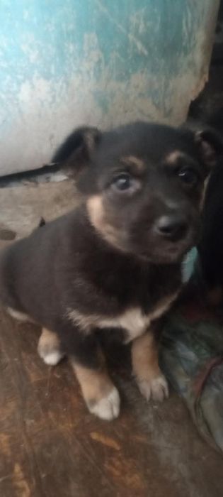 Хлопці і дівчата терміново шукають дім