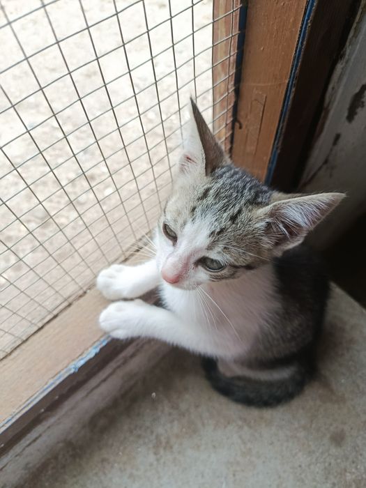 Gatinho bebé para adoção