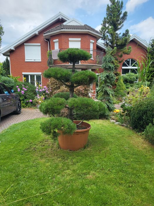 Bonsai niwaki sosna czarna piękny