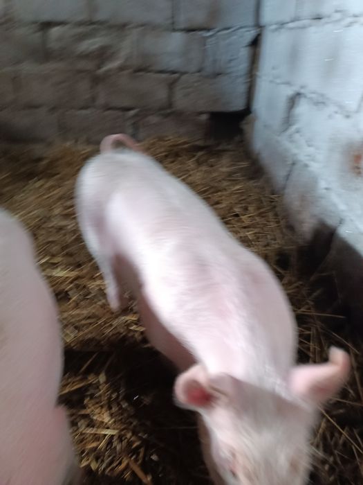 Продам малих поросят