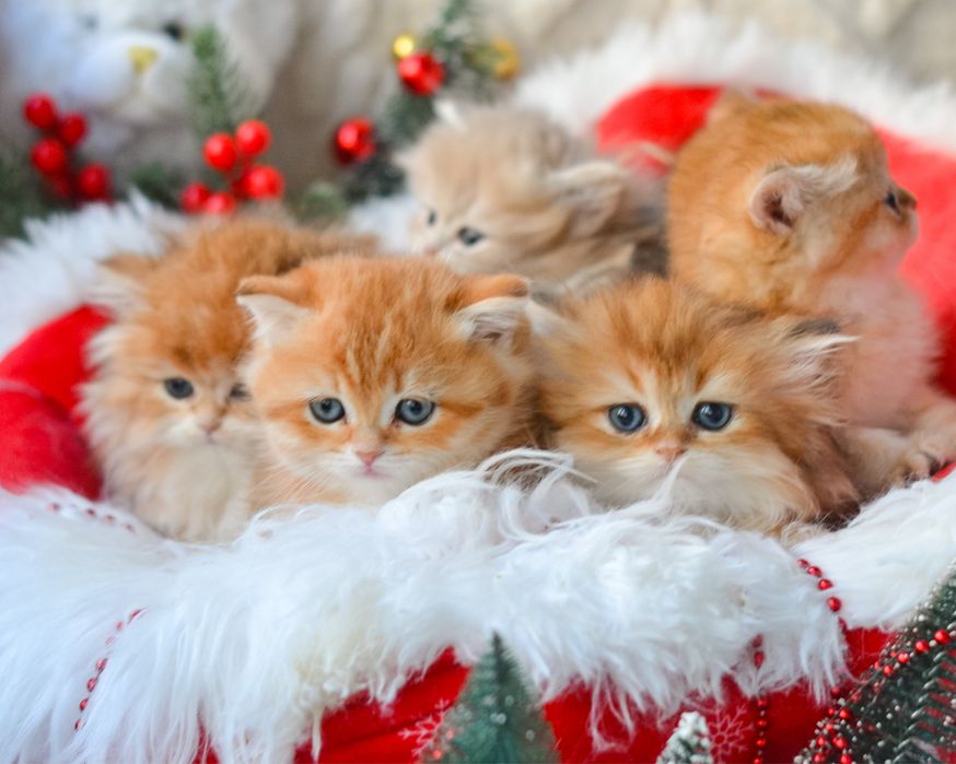 Британські золоті шиншилли.