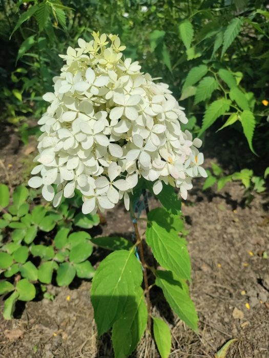 Волотиста  мітловидна гортензія