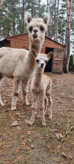Alpak huacaya  matka z córką