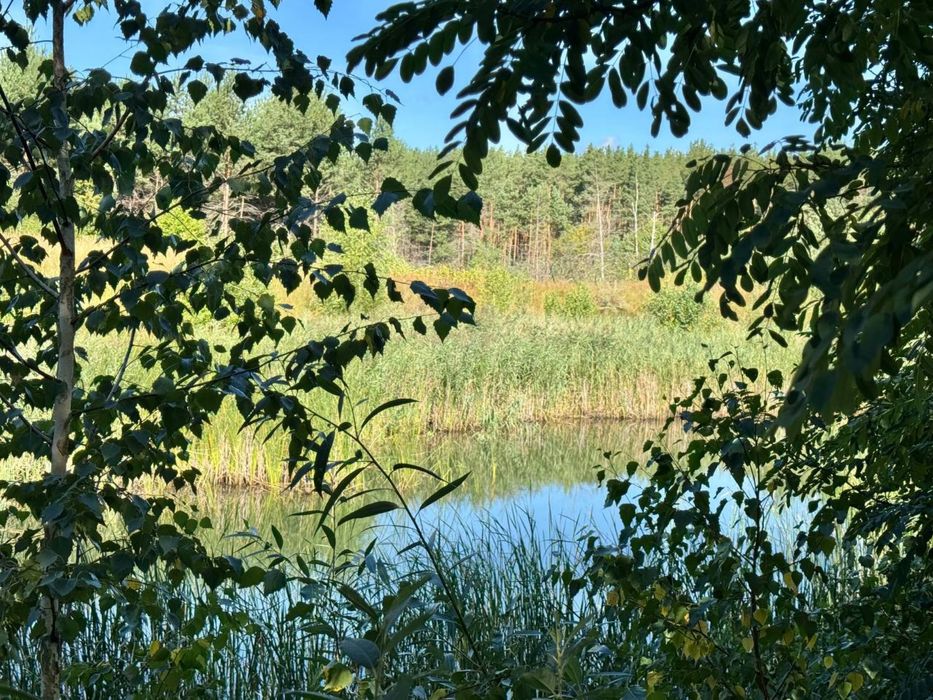 Заліснена ділянка під будівництво