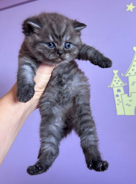 Gatinho Scottish Straight