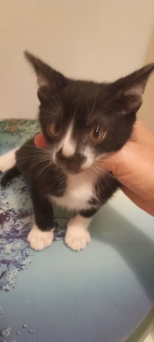 Gatinho pantufas