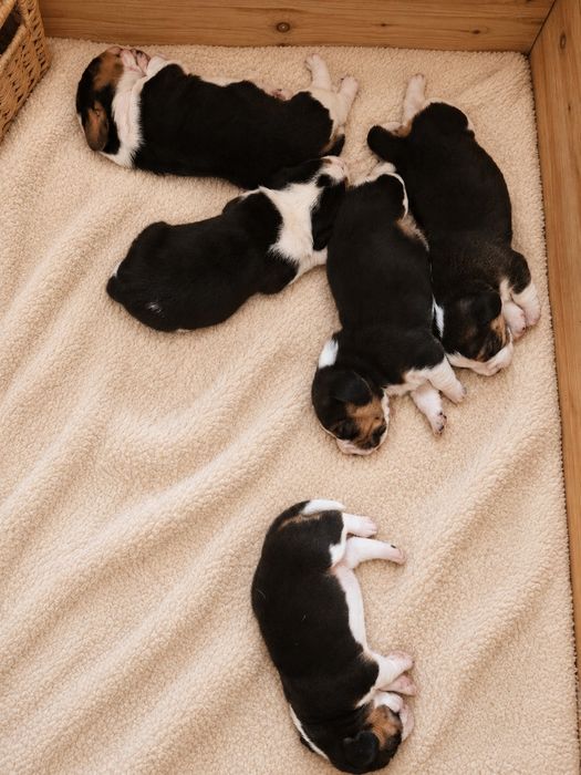 Beagle piesek  do odbioru