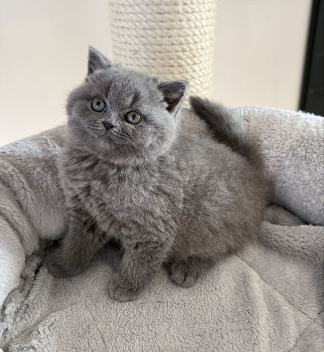 Kotka brytyjska krótkowłosa niebieska – opcja hodowlana