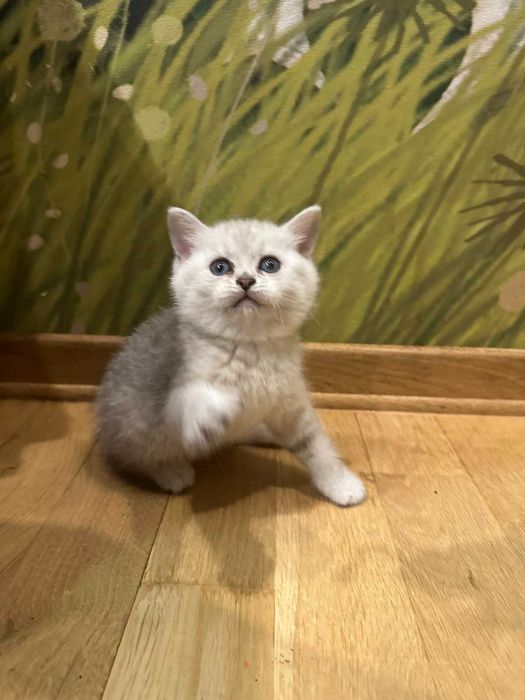 Кошенята, котики срібна шиншила