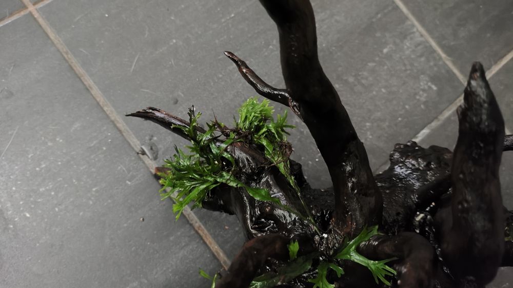 Tronco aquário com plantas
