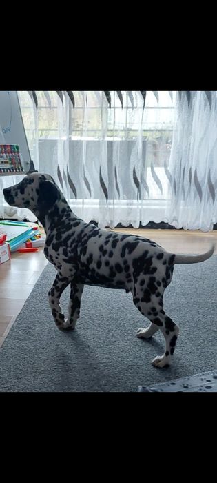 Dalmatyńczyk- samiec