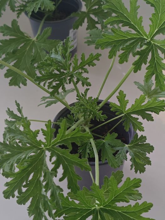 Anginki pachnące/ geranium