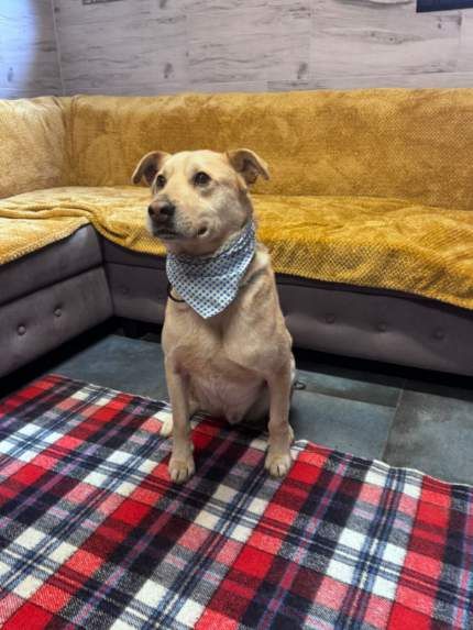 Piesek około 3 lata