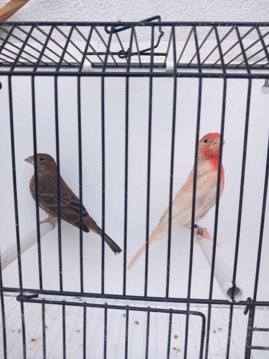 Carpodacus mexicanos de mutação