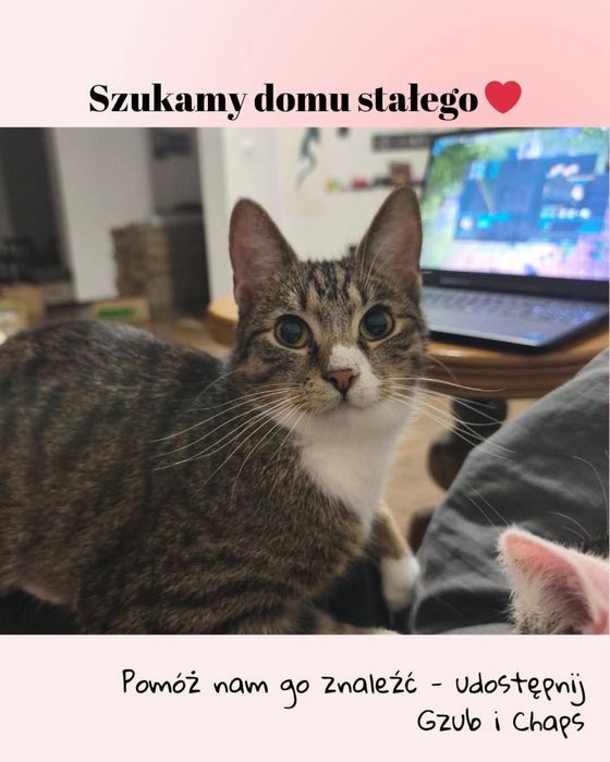 Pokotaj Gzuba i Chapsa - dwa młode kociaki do adopcji