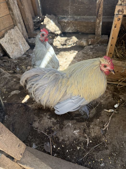 Ovos férteis para incubação e pintos de raça