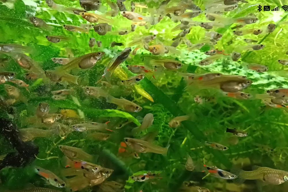 Gupiki endlera  młode