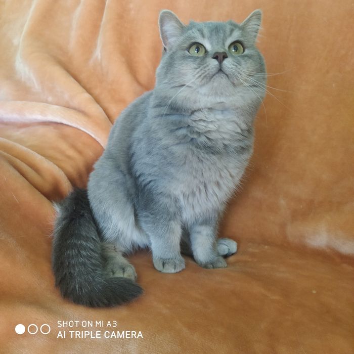 Кіт  запрошує на в'язку .