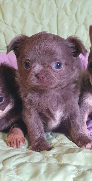 Лілова красуня чіхуахуа