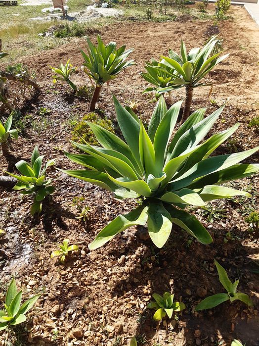 Agave-dragão Agave attenuata