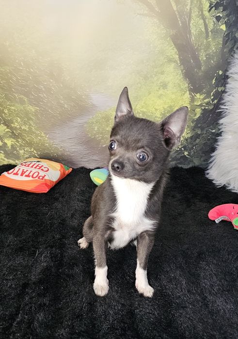 **Piesek 1,6 kg chihuahua niebieski z białym**