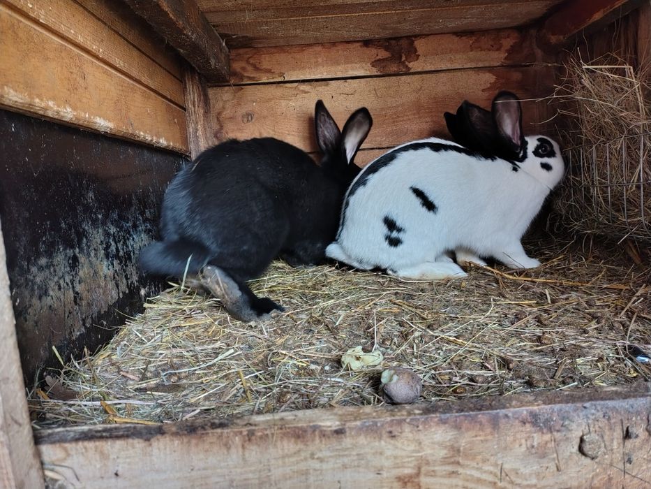 Króliki na sprzedaż