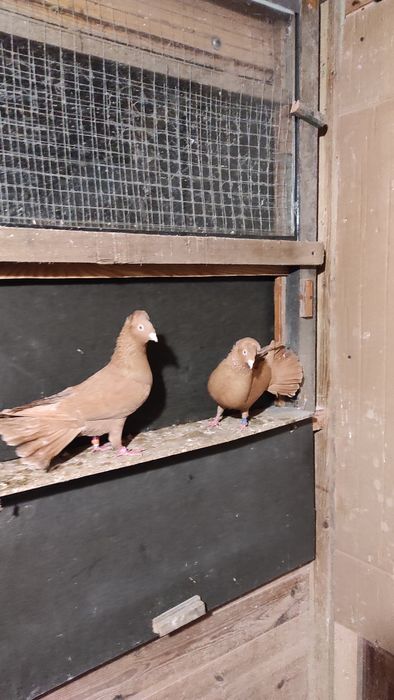 Sokoły,sokół,wysokolotne gdańskie.