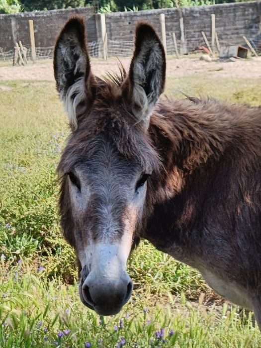 Vendo burro macho