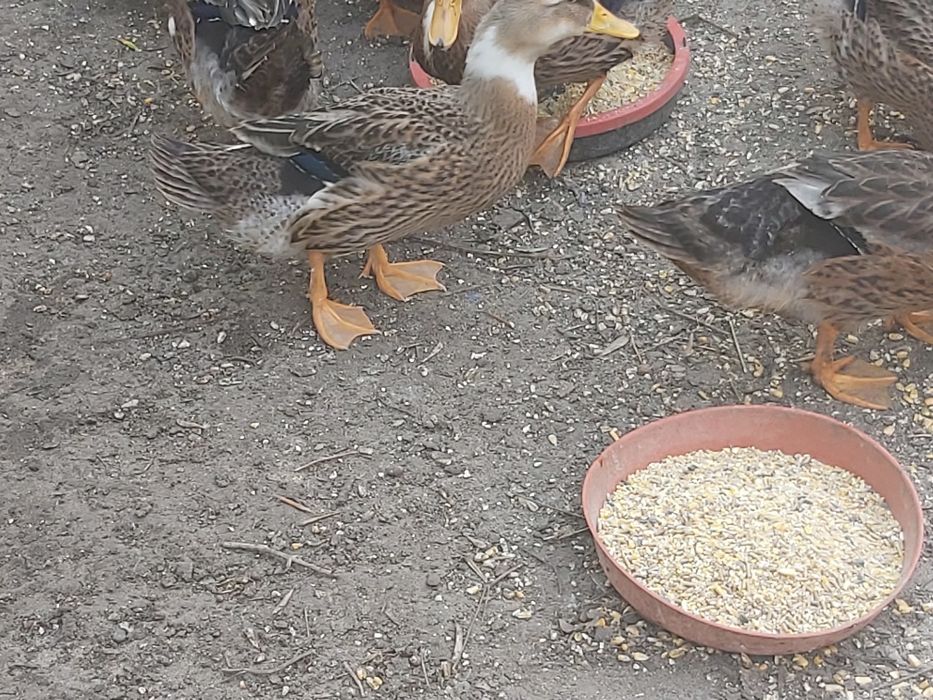 Vendo patos rouen