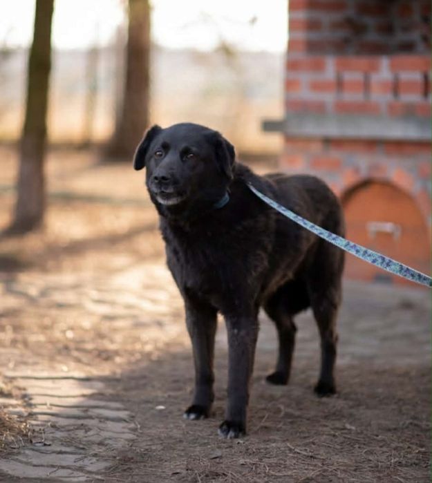 Sunia do adopcji