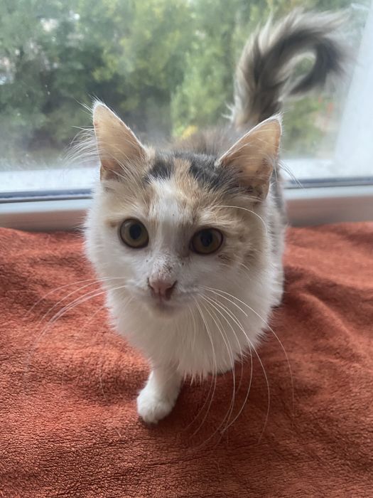 Дівчинка стерилізована  в надійну родину