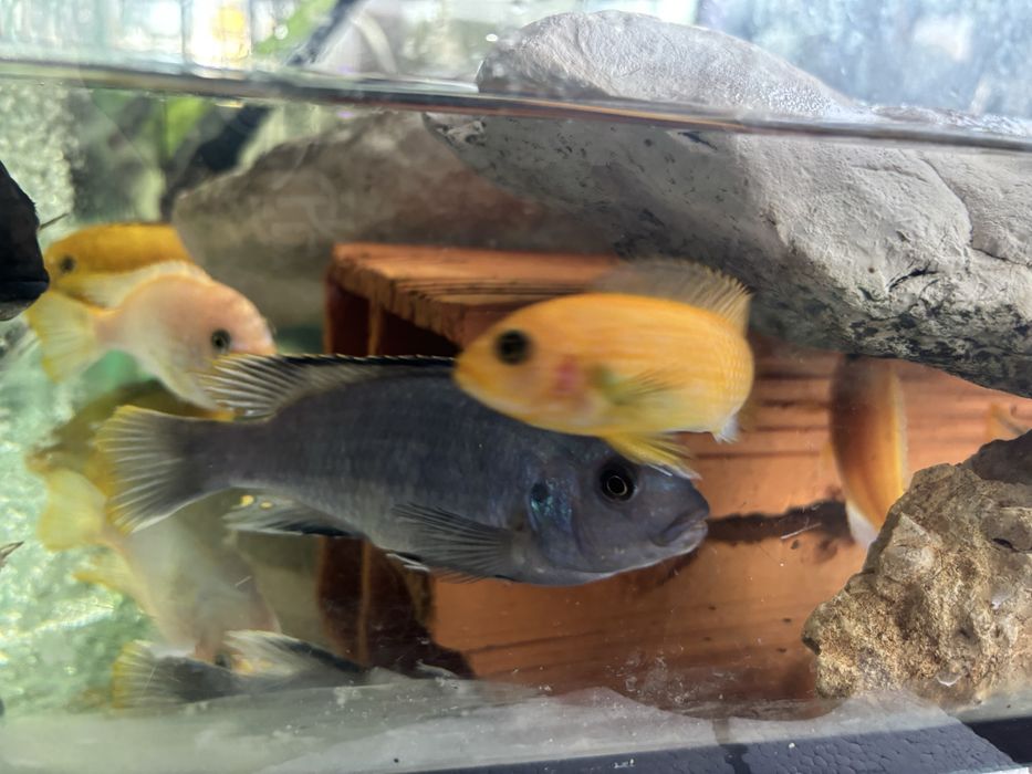 Ciclideos aficanos do Lago de Malawi- 25 Exemplares