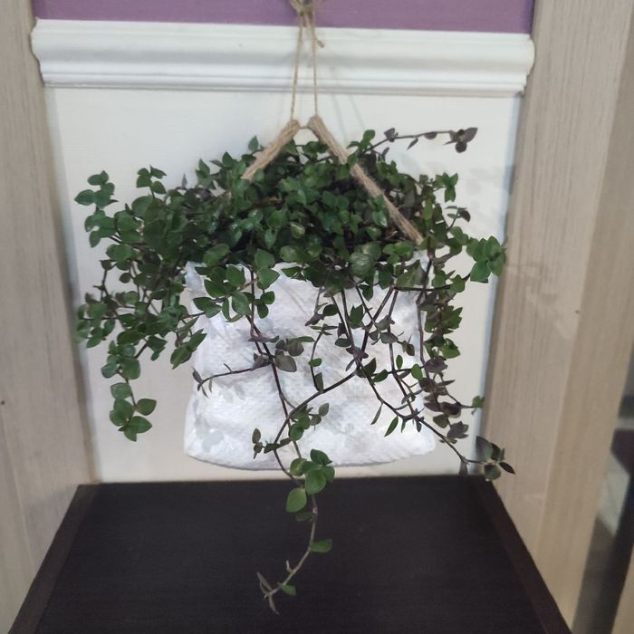 Традесканция мини