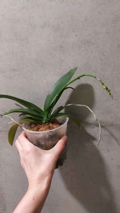 Орхідея орхидея метелик Leanher Happy Pearl з бутонами