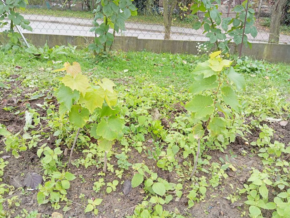 Sadzonki winorośli solaris