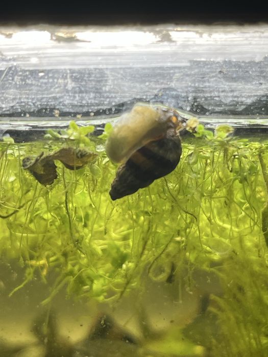 Caracois Helena (killer snail)