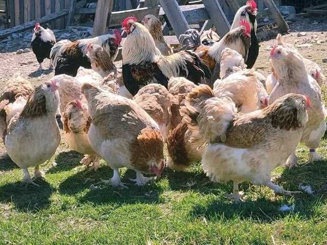 Яйце на інкубацію, курчата, Фавероль: лососева.