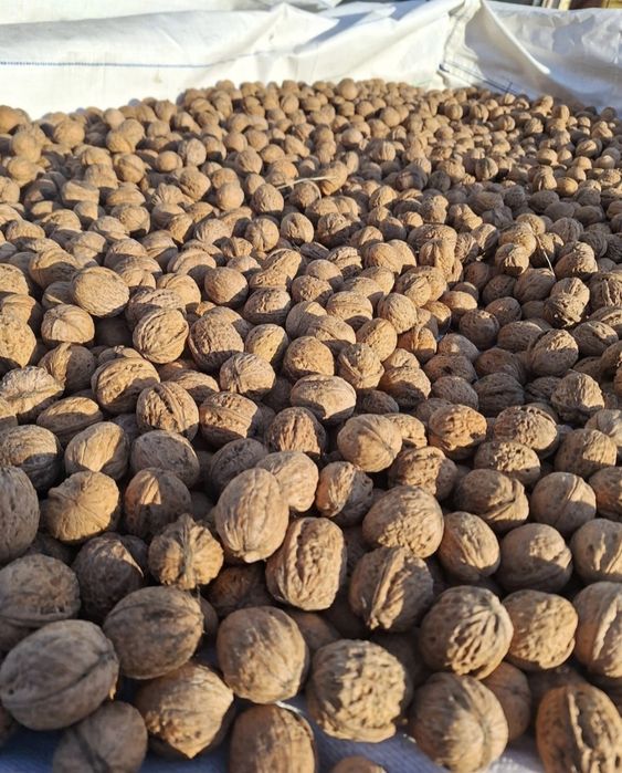 Orzechy włoskie tegoroczne 2025