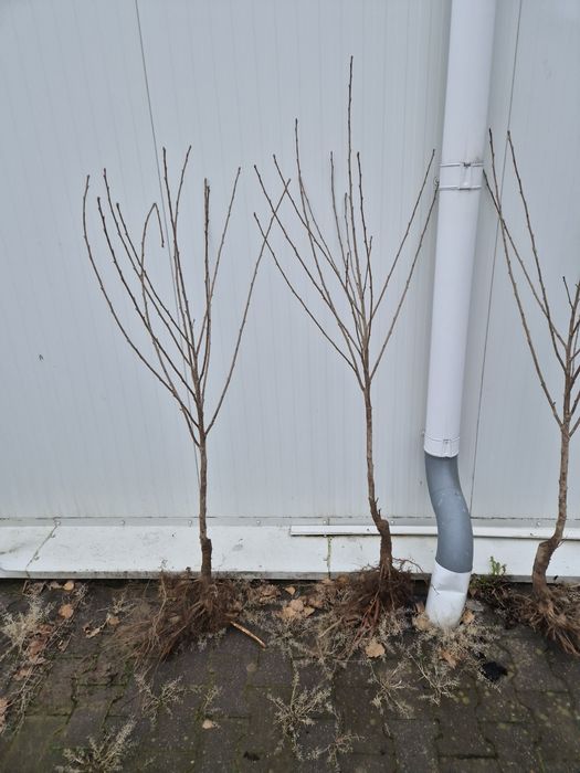 Wiśnia Łutówka Nefris