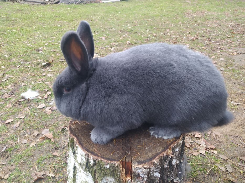 Samiec królik wiedeński