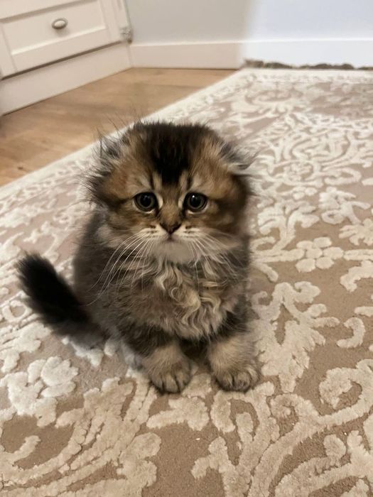 Чистокровные британцы NY25 золотые шиншиллы