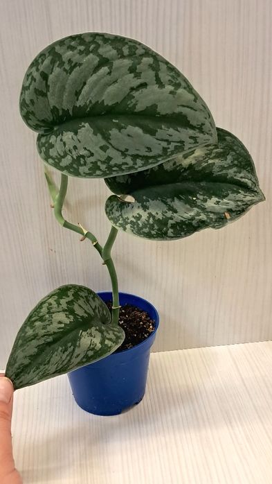 Набір кімнатних квітів