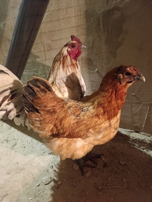 Продам курей породи Лакеданзі