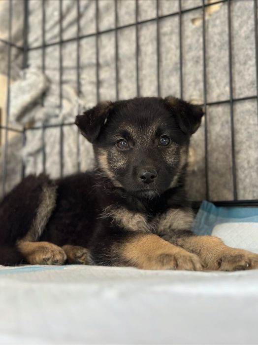 Ponyta - sunia szczeniak szuka domu