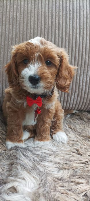 Cavapoo F1B Cavapoo&Pudel Miniaturowy